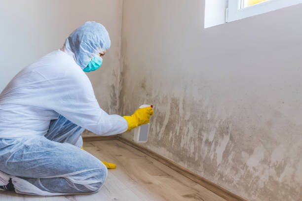 Licensed Basement Mold Remediation service in Towson, MD - WQB Mold Removal