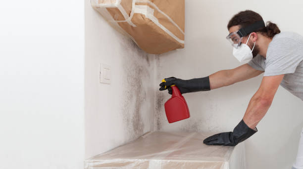 Professional Basement Mold Remediation technician working in Towson, MD