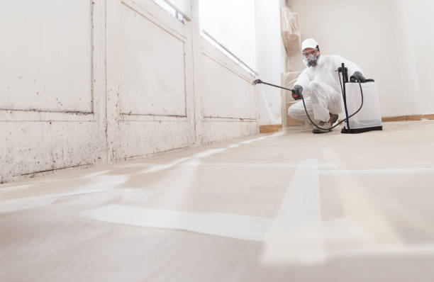 24/7 Emergency Basement Mold Remediation experts in Towson, MD