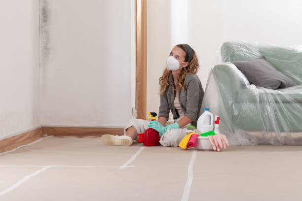 Reliable Basement Mold Remediation contractor in Towson, MD by WQB Mold Removal
