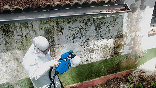 Top rated local Basement Mold Remediation specialists in Towson, MD